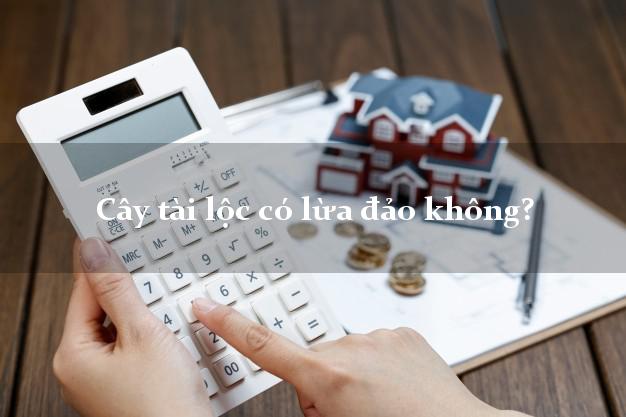 Cây tài lộc có lừa đảo không?